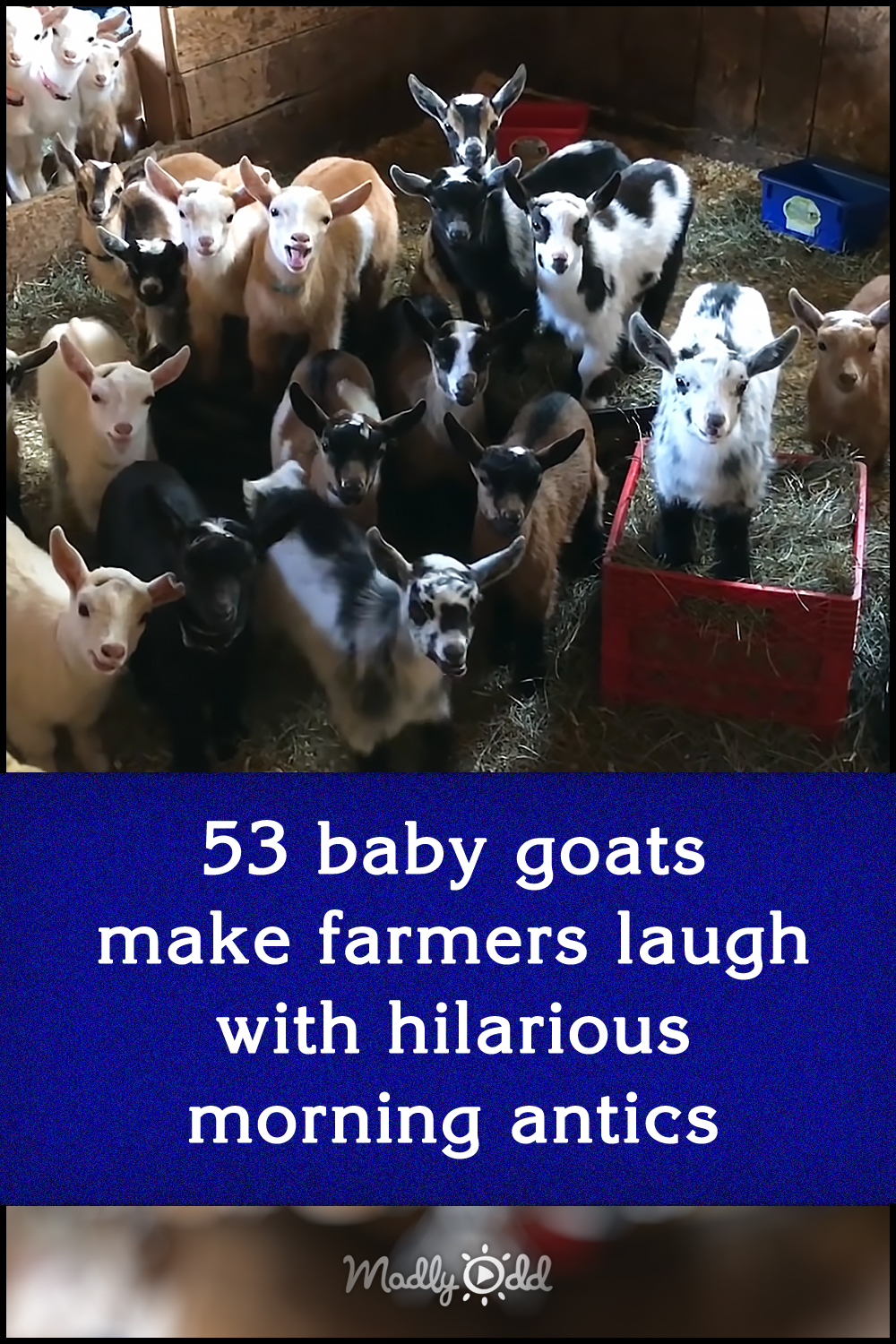 53 baby goats make farmers laugh with hilarious morning antics