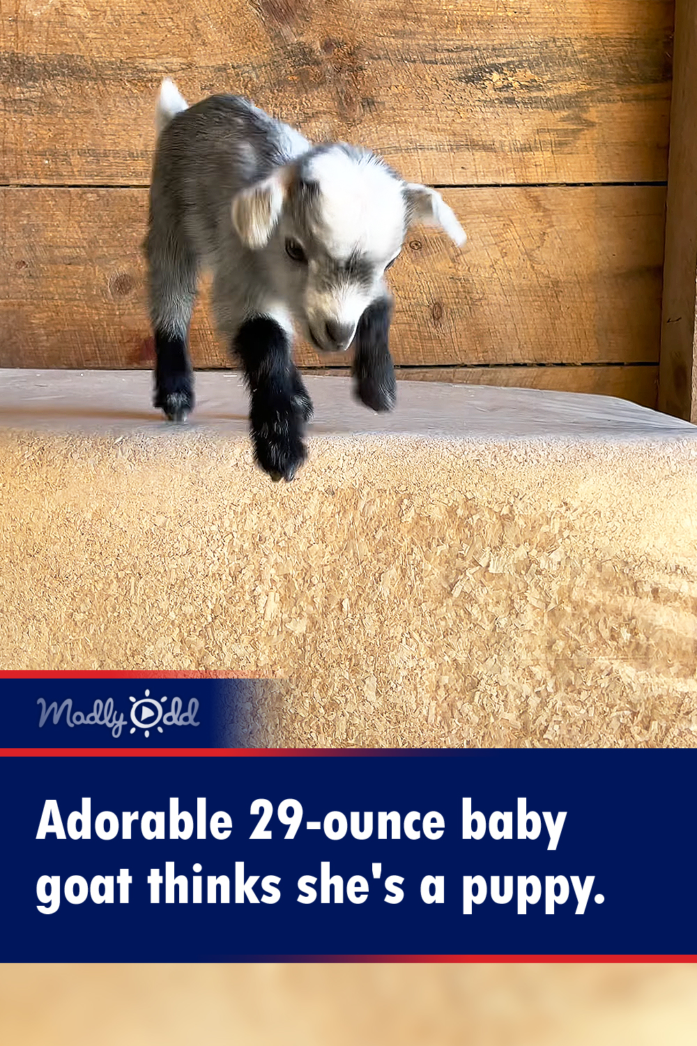 Adorable 29-ounce baby goat thinks she\'s a puppy.