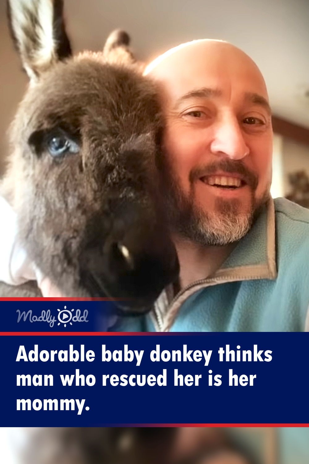 Adorable baby donkey thinks man who rescued her is her mommy