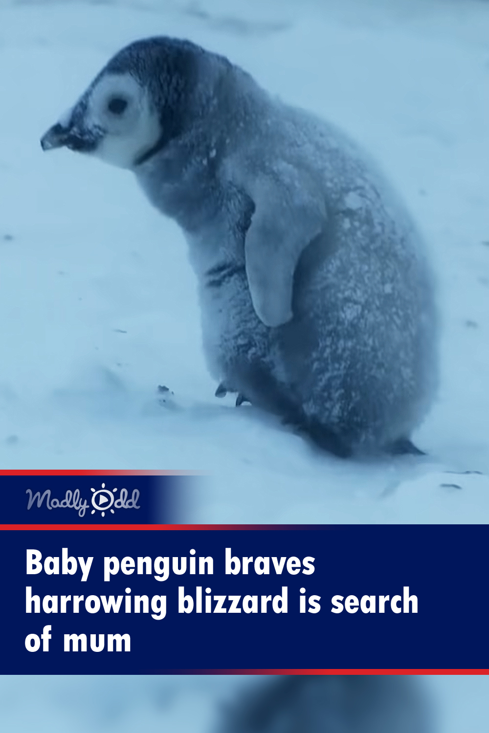 Baby penguin braves harrowing blizzard is search of mum