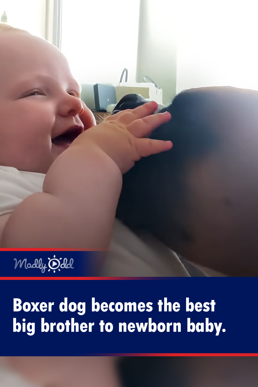 Boxer dog becomes the best big brother to newborn baby