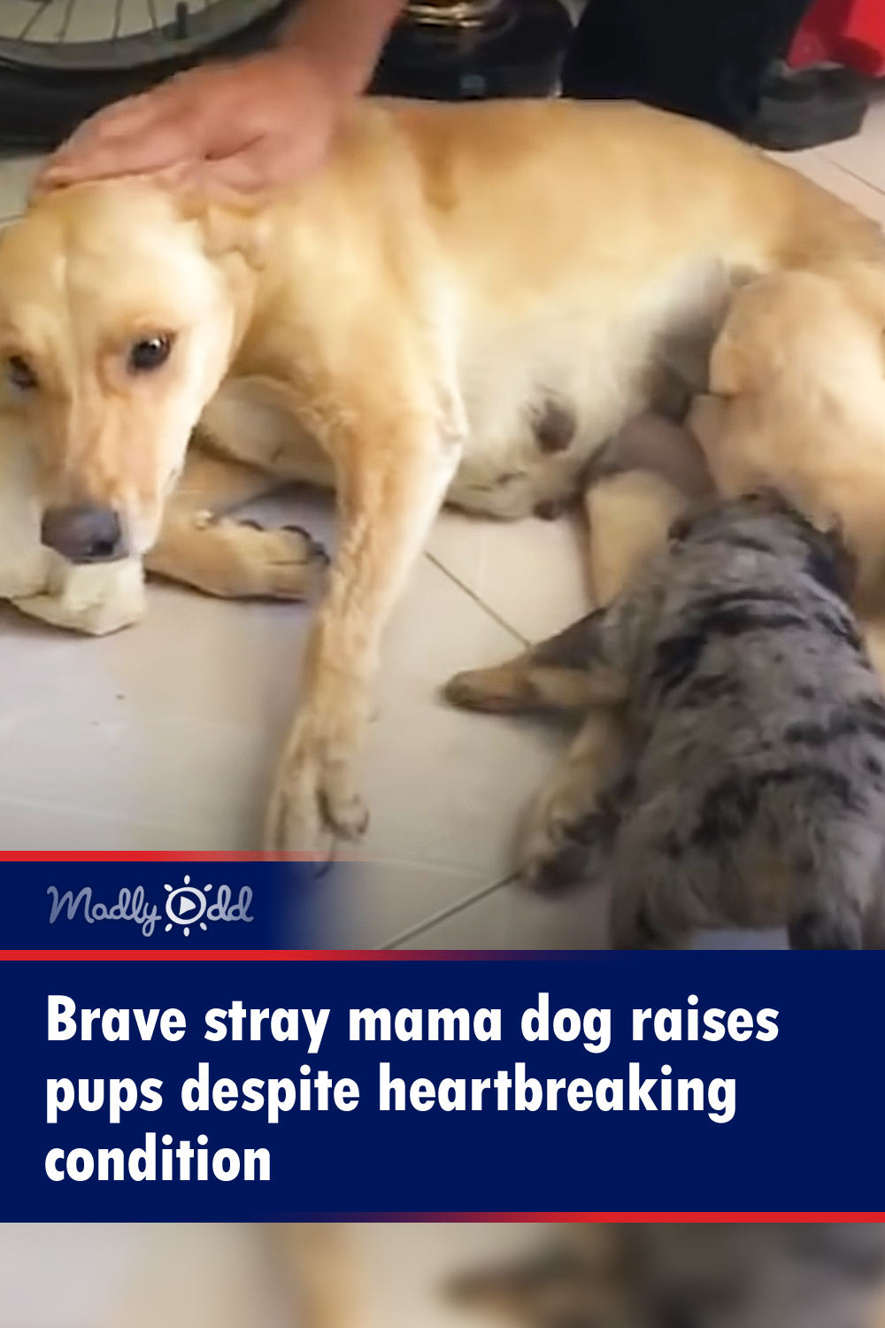 Brave stray mama dog raises pups despite heartbreaking condition