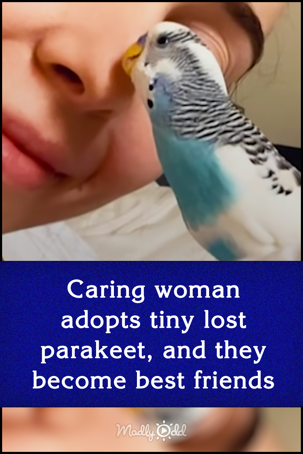 Caring woman adopts tiny lost parakeet, and they become best friends