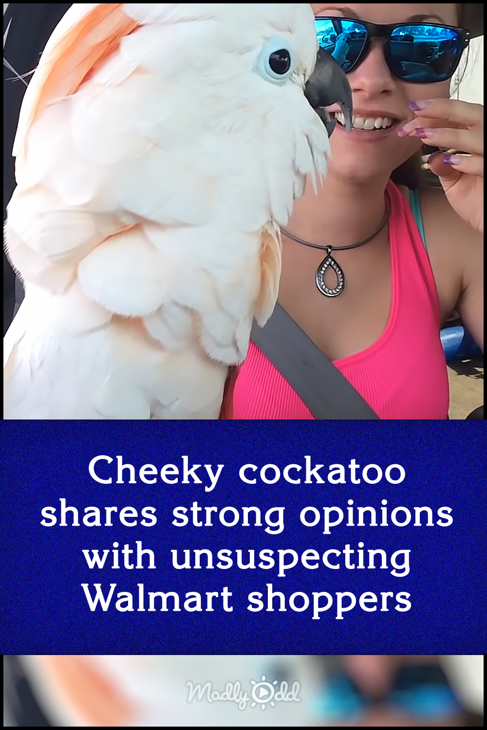 Cheeky cockatoo shares strong opinions with unsuspecting Walmart shoppers