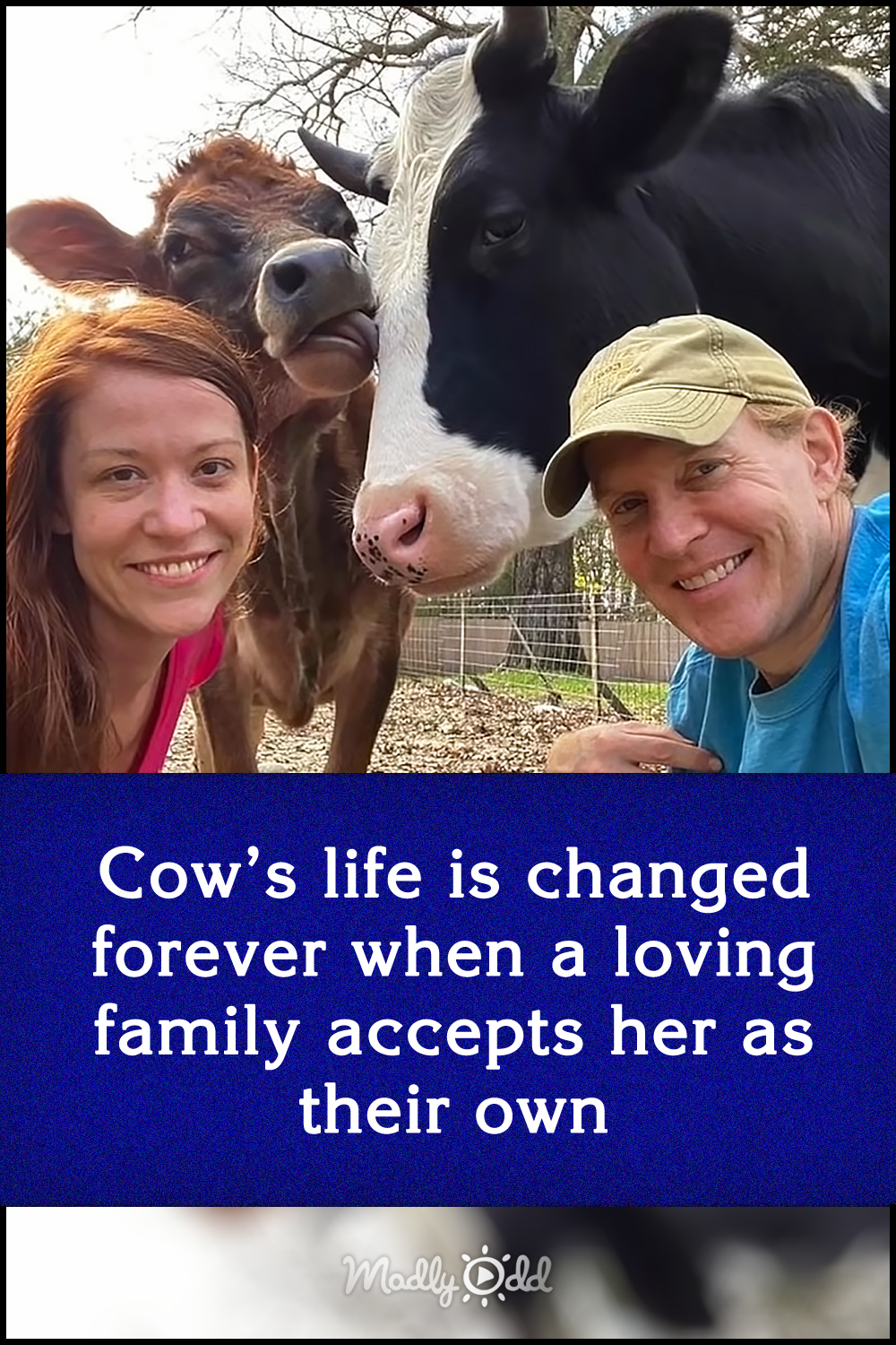 Cow’s life is changed forever when a loving family accepts her as their own