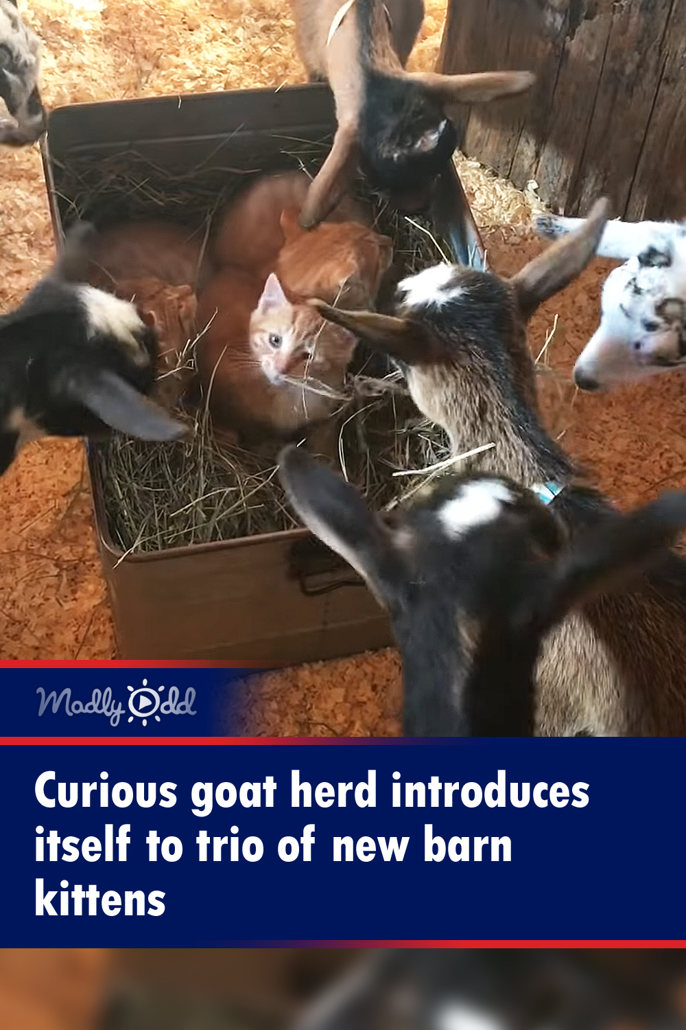 Curious goat herd introduces itself to trio of new barn kittens