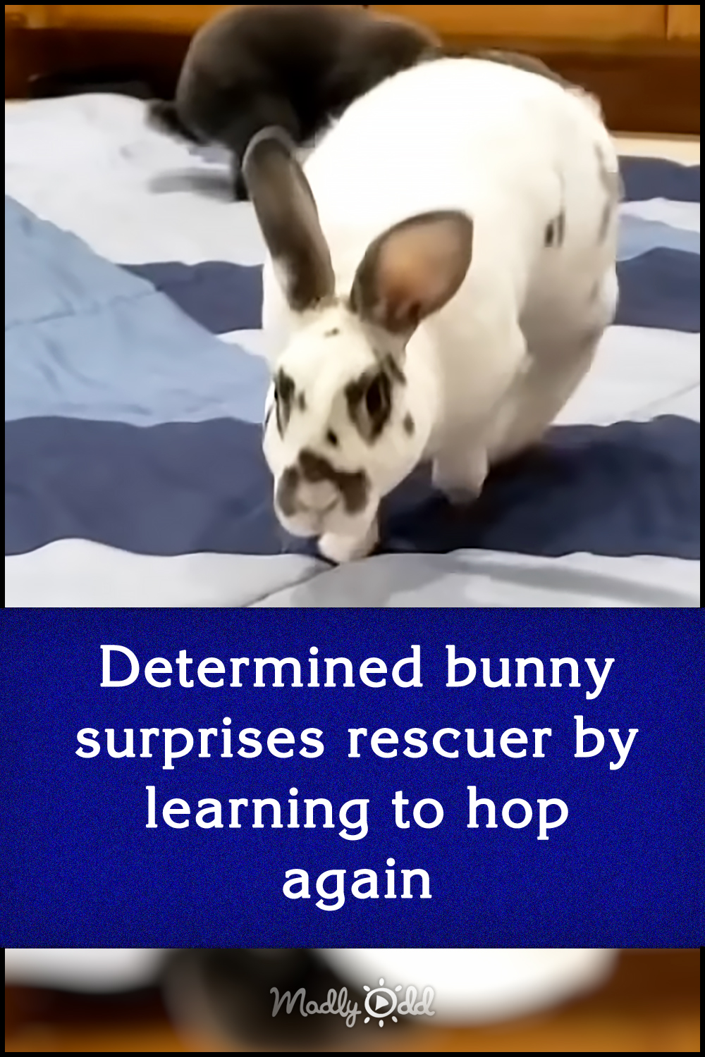 Determined bunny surprises rescuer by learning to hop again