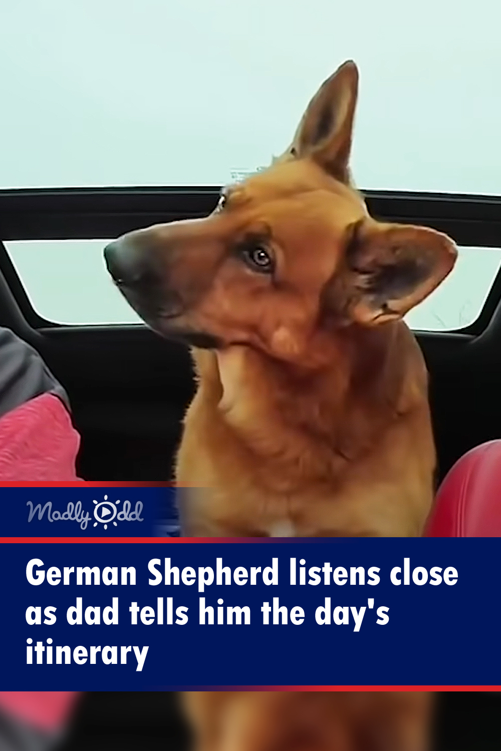 German Shepherd listens close as dad tells him the day\'s itinerary