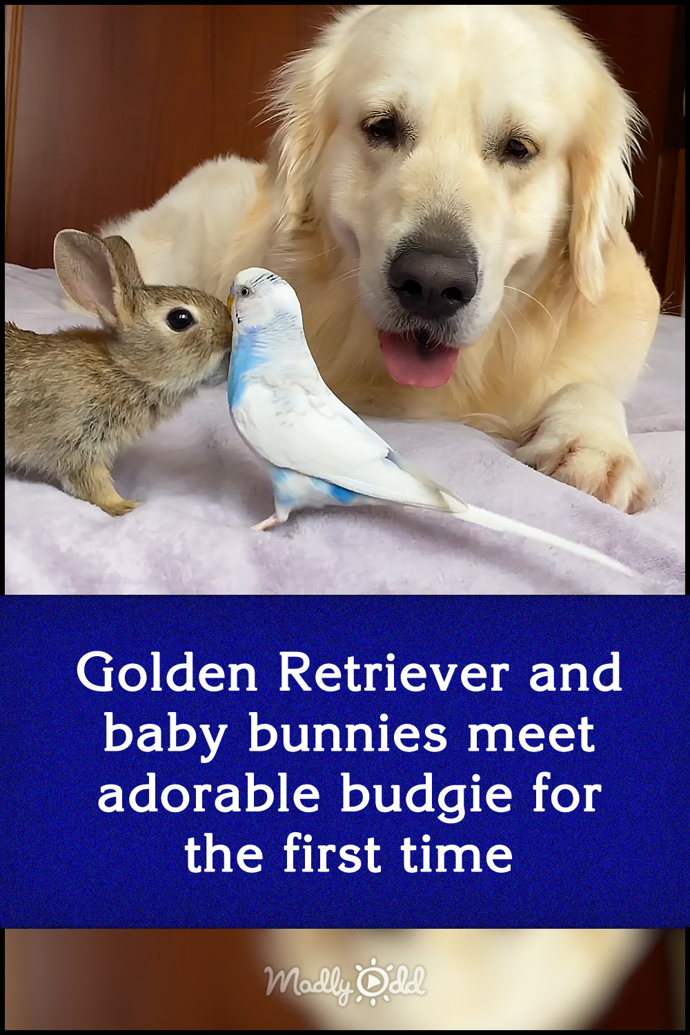 Golden Retriever and baby bunnies meet adorable budgie for the first time