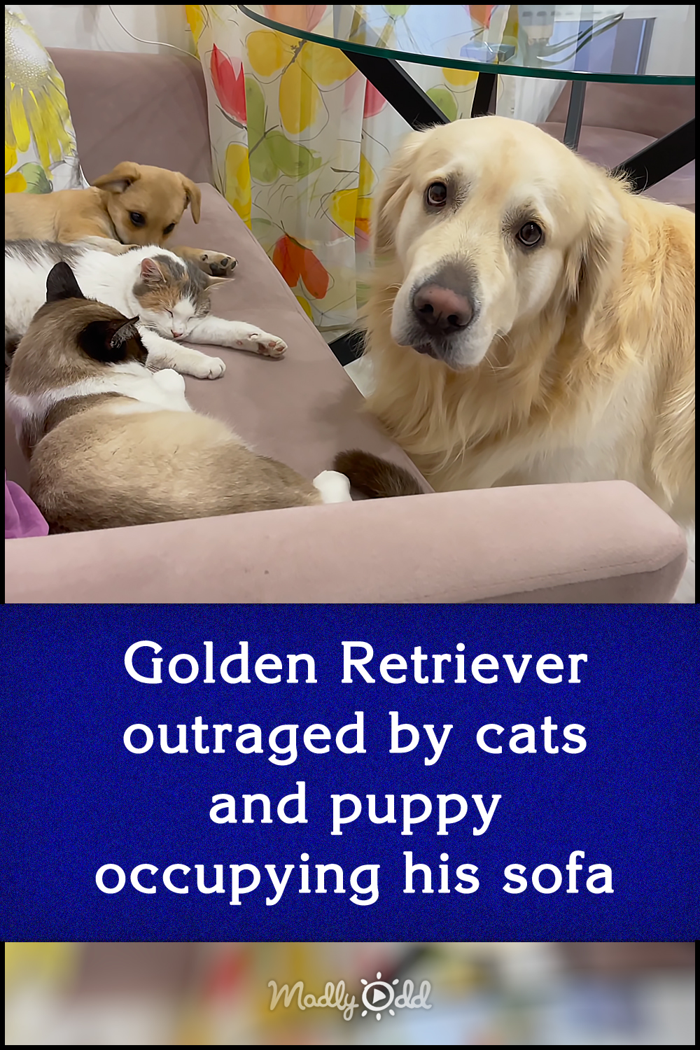 Golden Retriever outraged by cats and puppy occupying his sofa