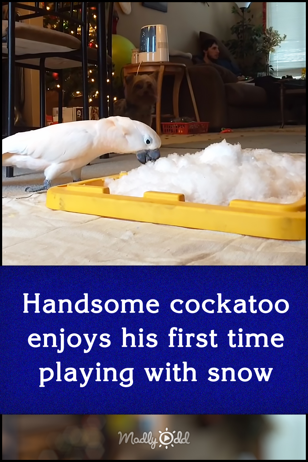 Handsome cockatoo enjoys his first time playing with snow