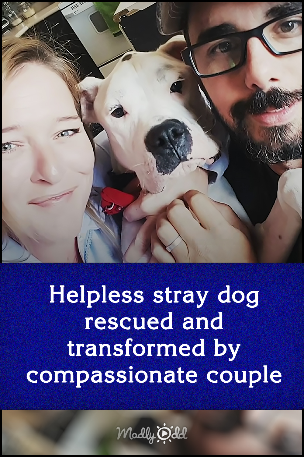 Helpless stray dog rescued and transformed by compassionate couple