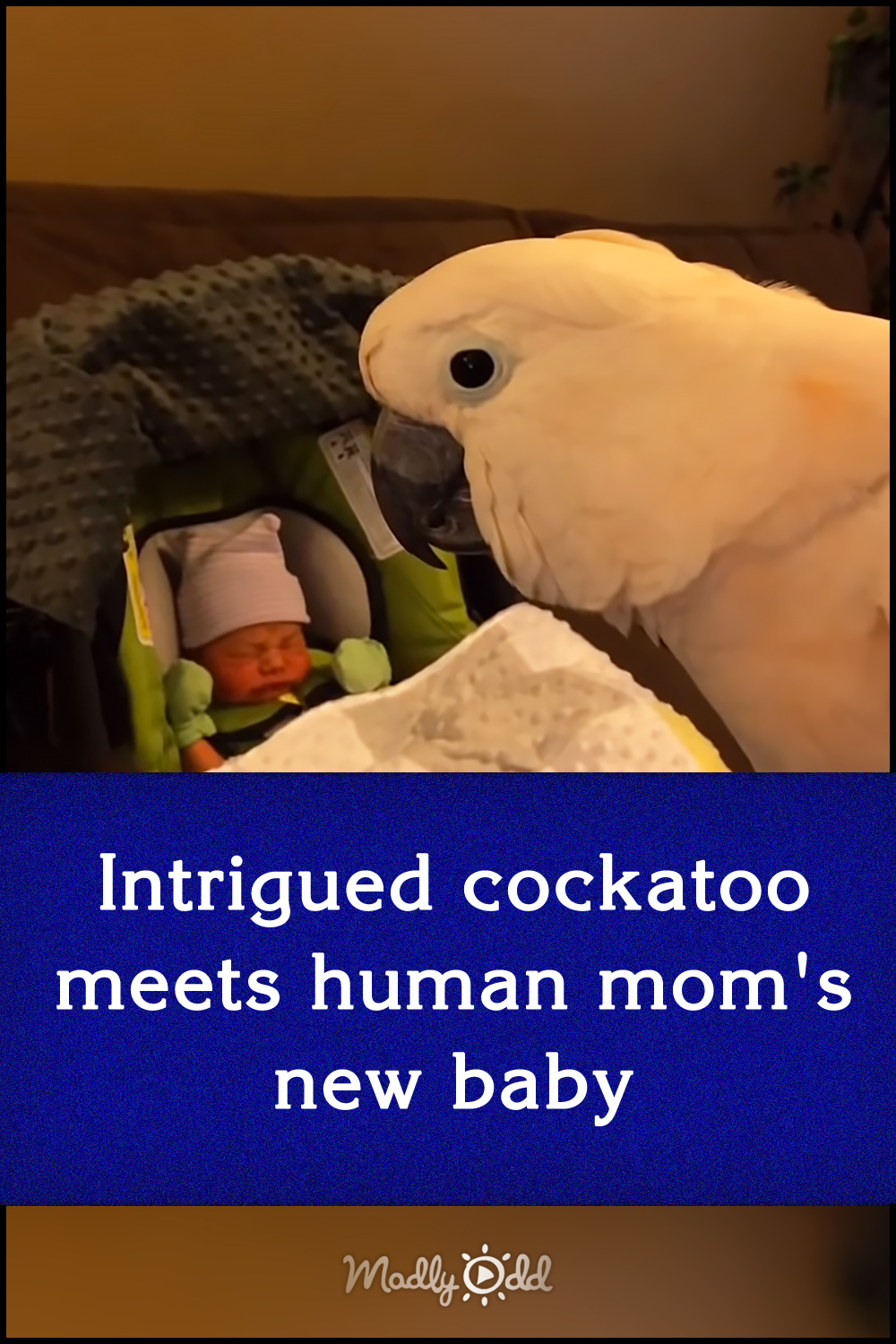 Cockatoo discovers baby\'s new toys and his reaction is priceless