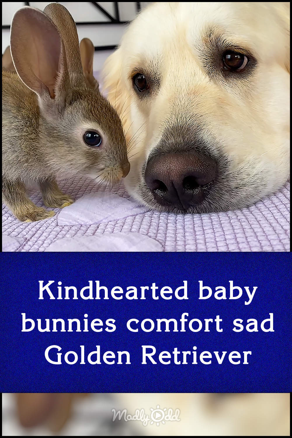 Kindhearted baby bunnies comfort sad Golden Retriever