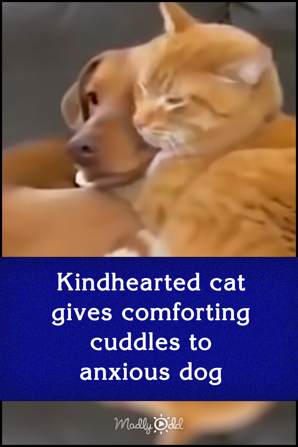 Kindhearted cat gives comforting cuddles to anxious dog