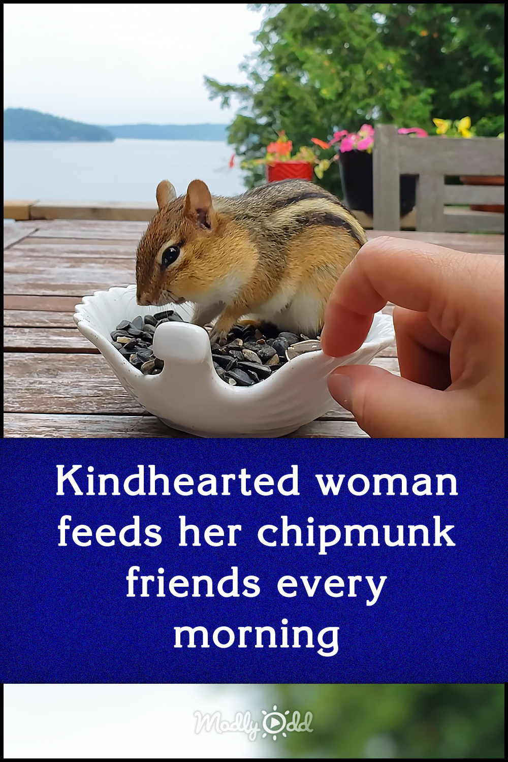 Kindhearted woman feeds her chipmunk friends every morning
