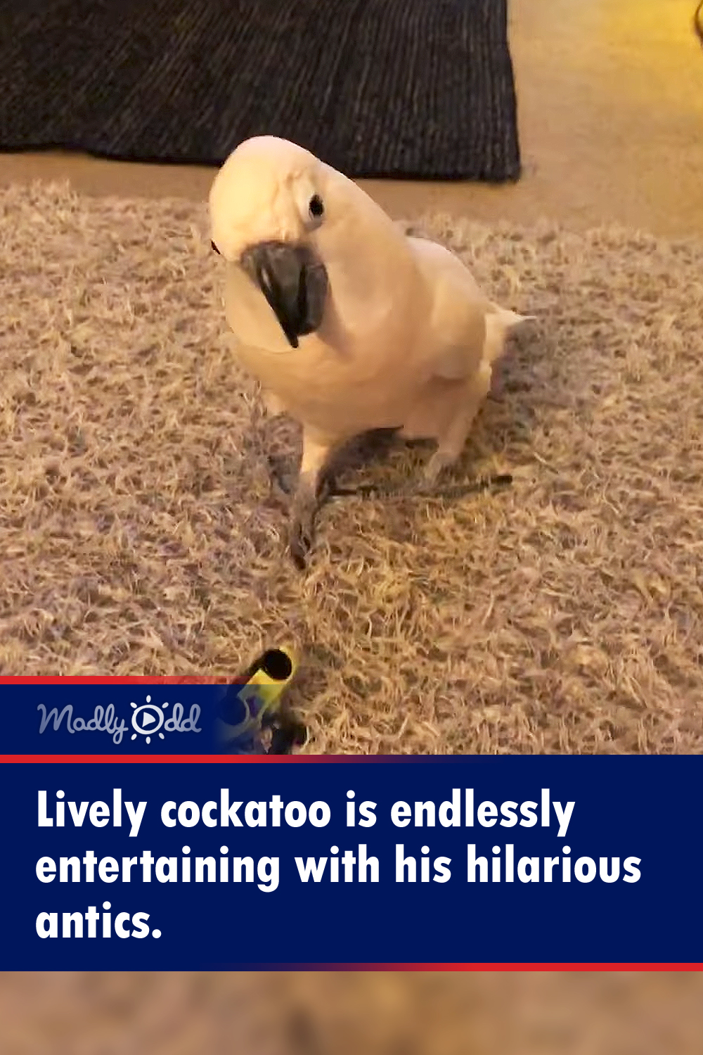 Lively cockatoo is endlessly entertaining with his hilarious antics