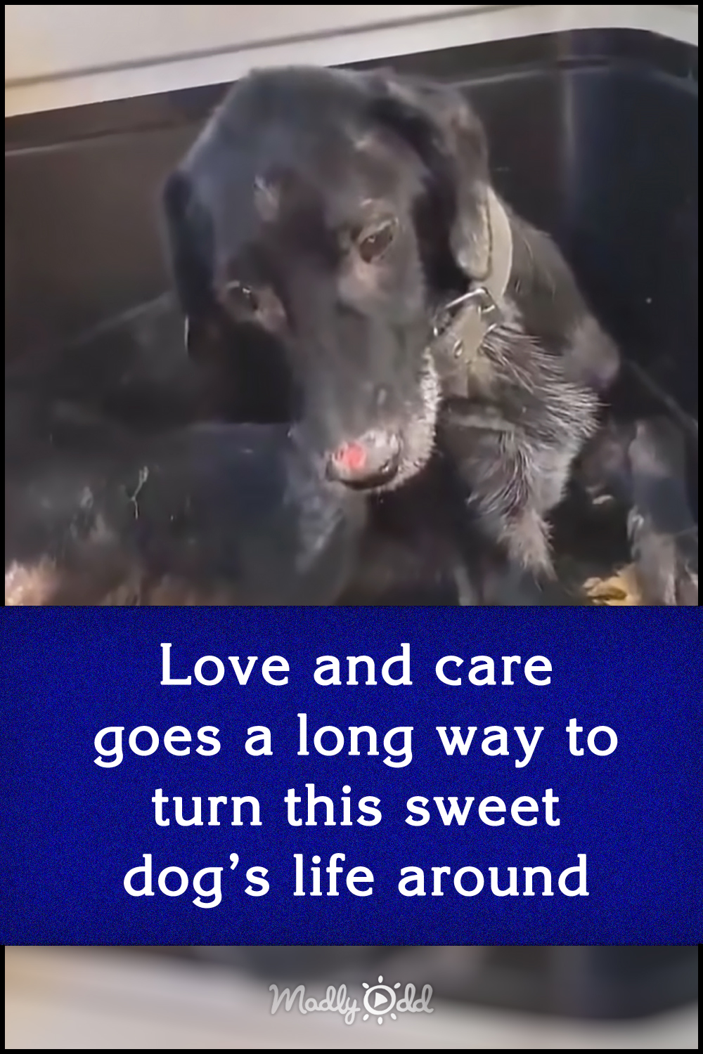 Love and care goes a long way to turn this sweet dog’s life around