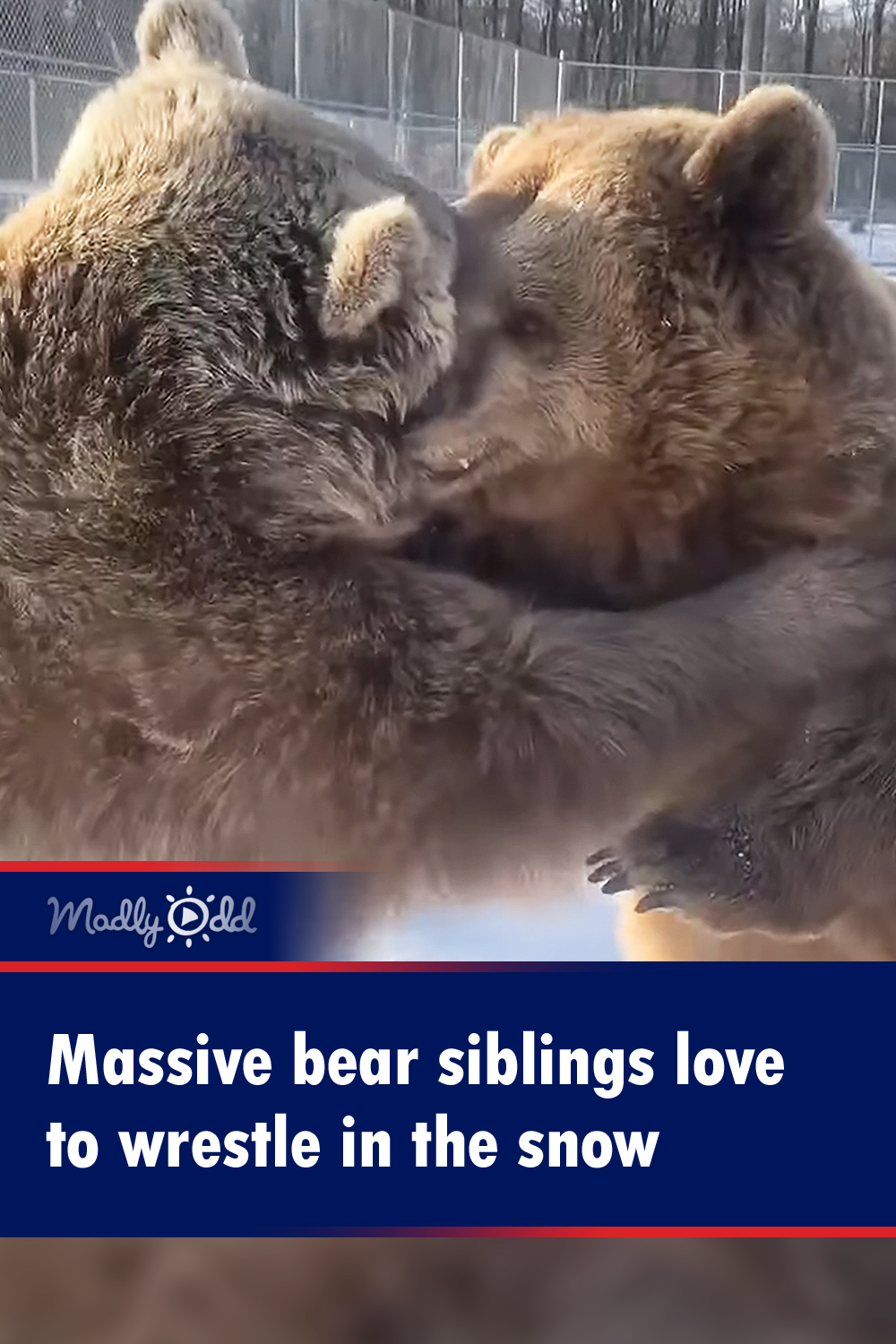 Massive bear siblings love to wrestle in the snow