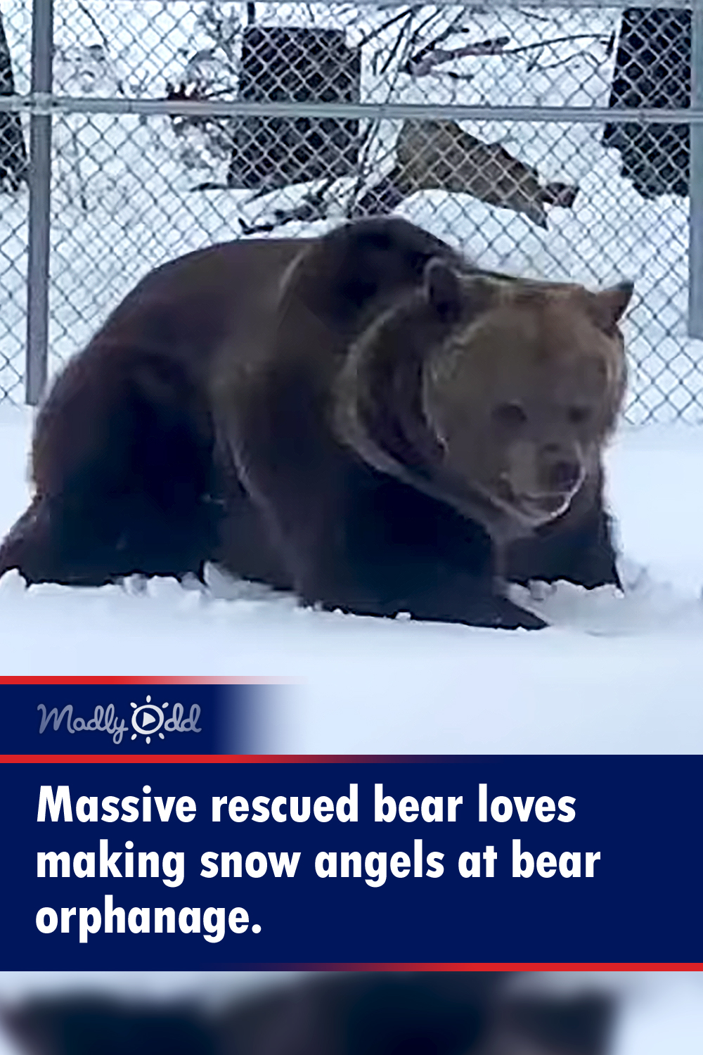 Massive rescued bear loves making snow angels at bear orphanage