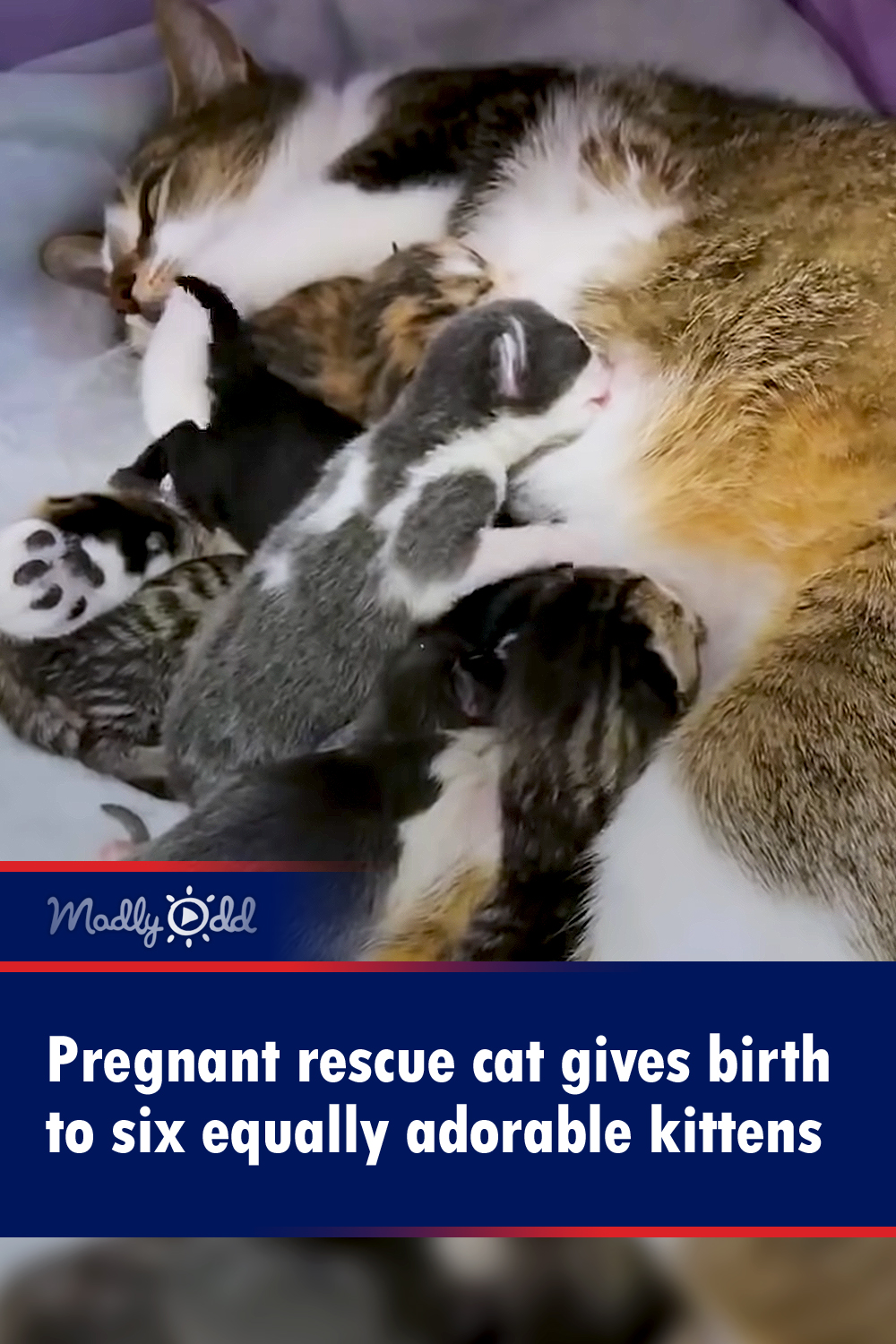 Pregnant rescue cat gives birth to six equally adorable kittens