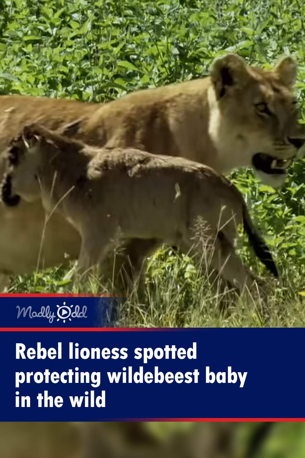 Rebel lioness spotted protecting wildebeest baby in the wild