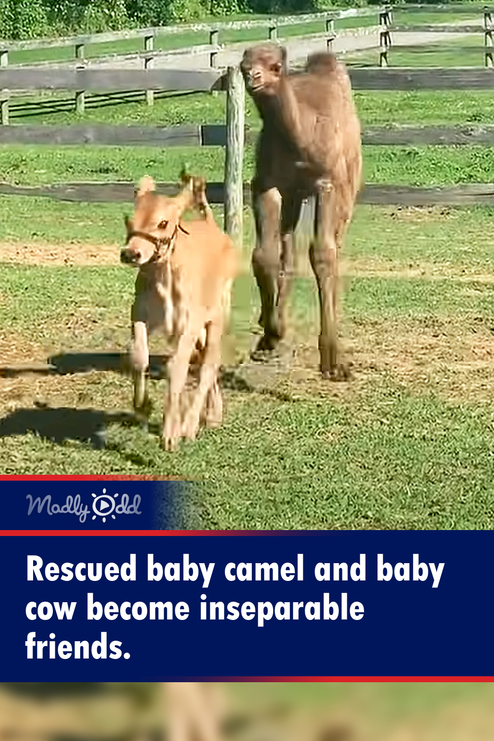 Rescued baby camel and baby cow become inseparable friends