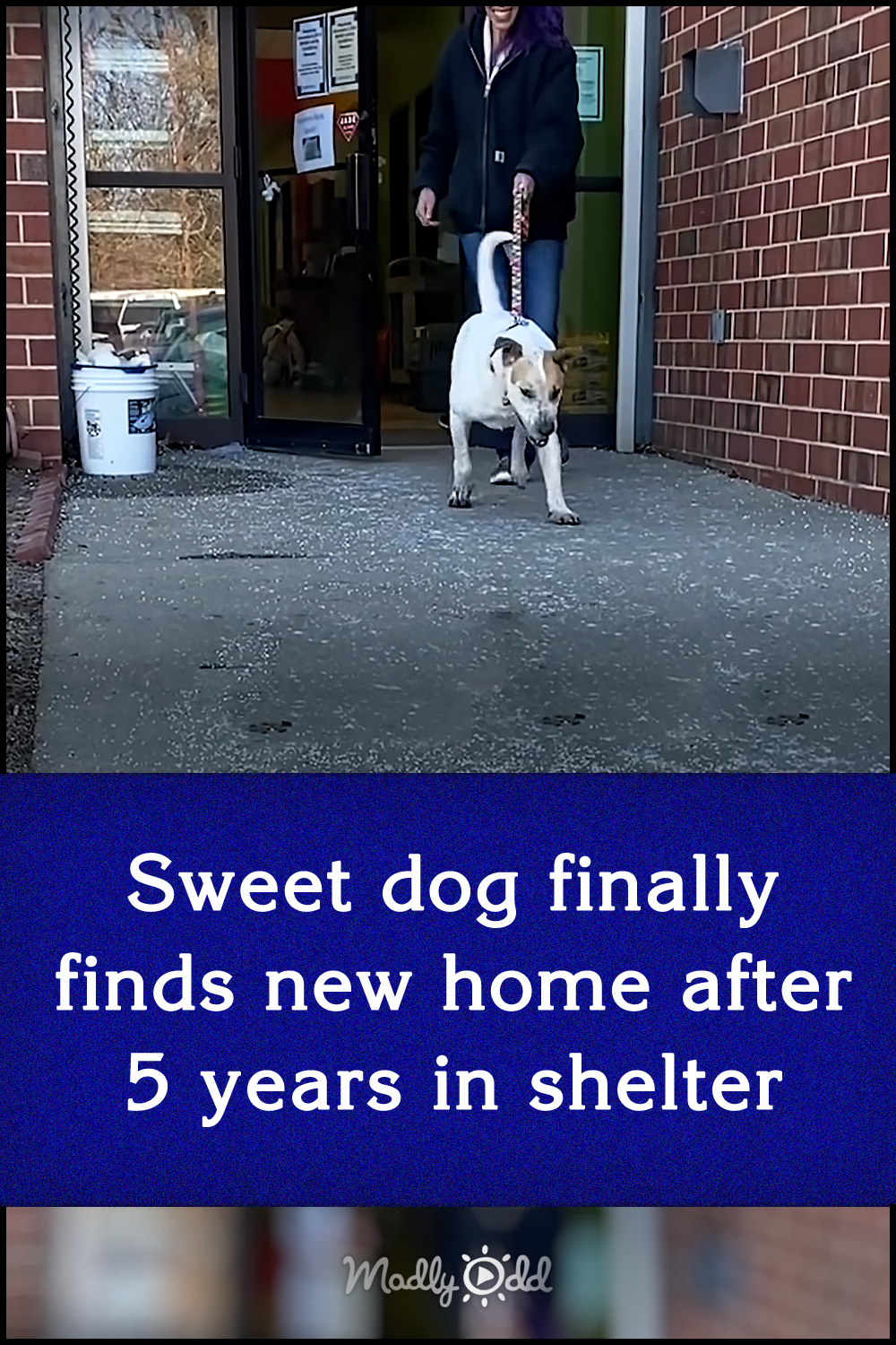 Sweet dog finally finds new home after 5 years in shelter