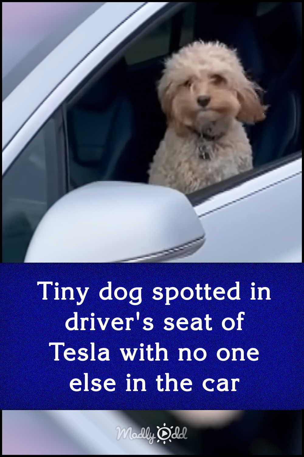 Tiny dog spotted in driver\'s seat of Tesla with no one else in the car