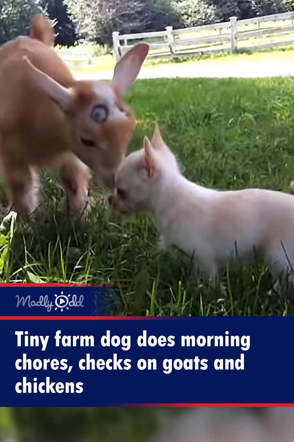 Tiny farm dog does morning chores, checks on goats and chickens