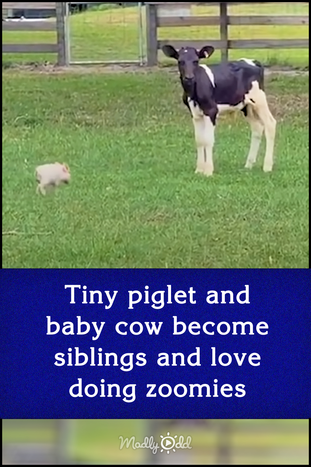 Tiny piglet and baby cow become siblings and love doing zoomies