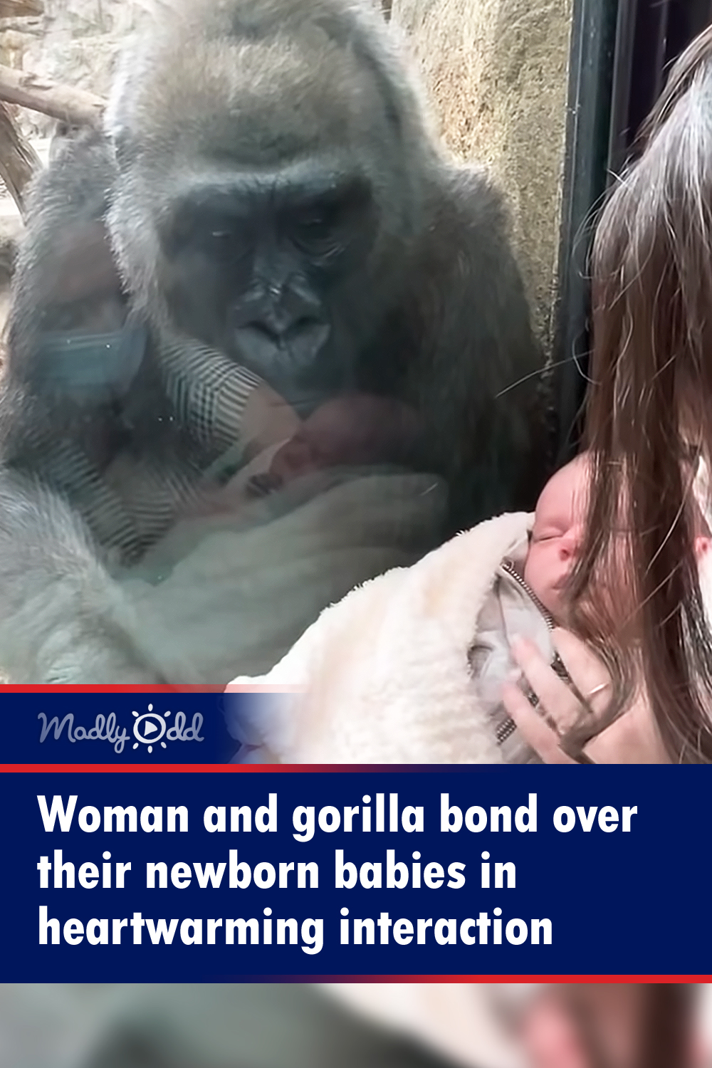 Woman and gorilla bond over their newborn babies in heartwarming interaction
