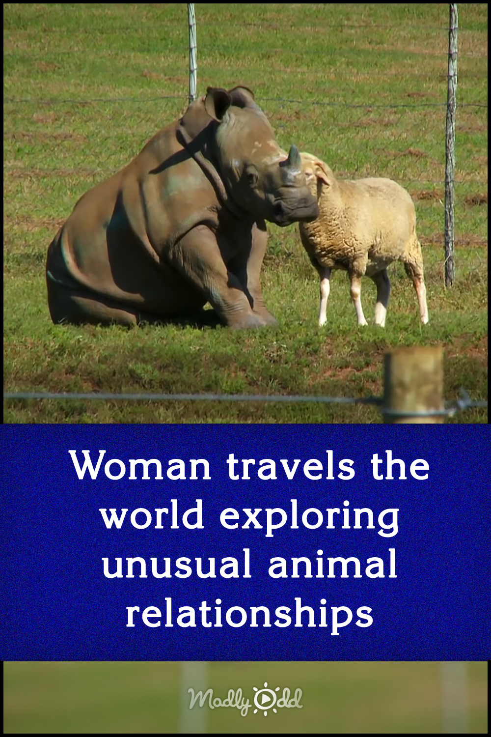 Woman travels the world exploring unusual animal relationships