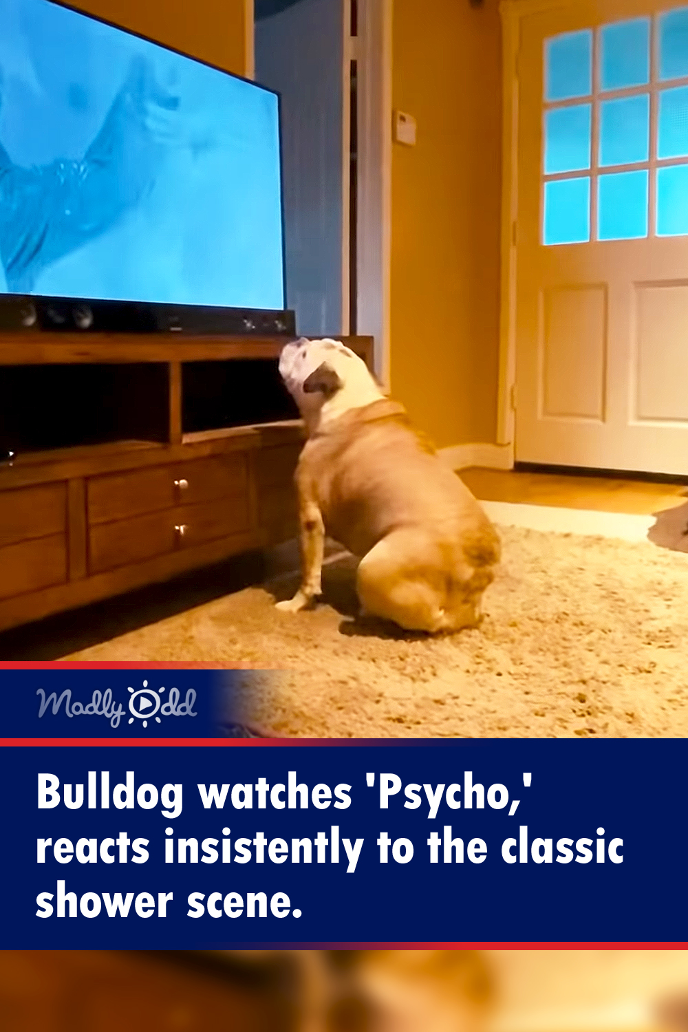 Bulldog watches \'Psycho,\' reacts intensely to the classic shower scene
