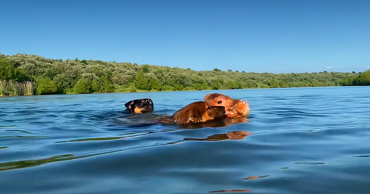 Cow and dogs swimming