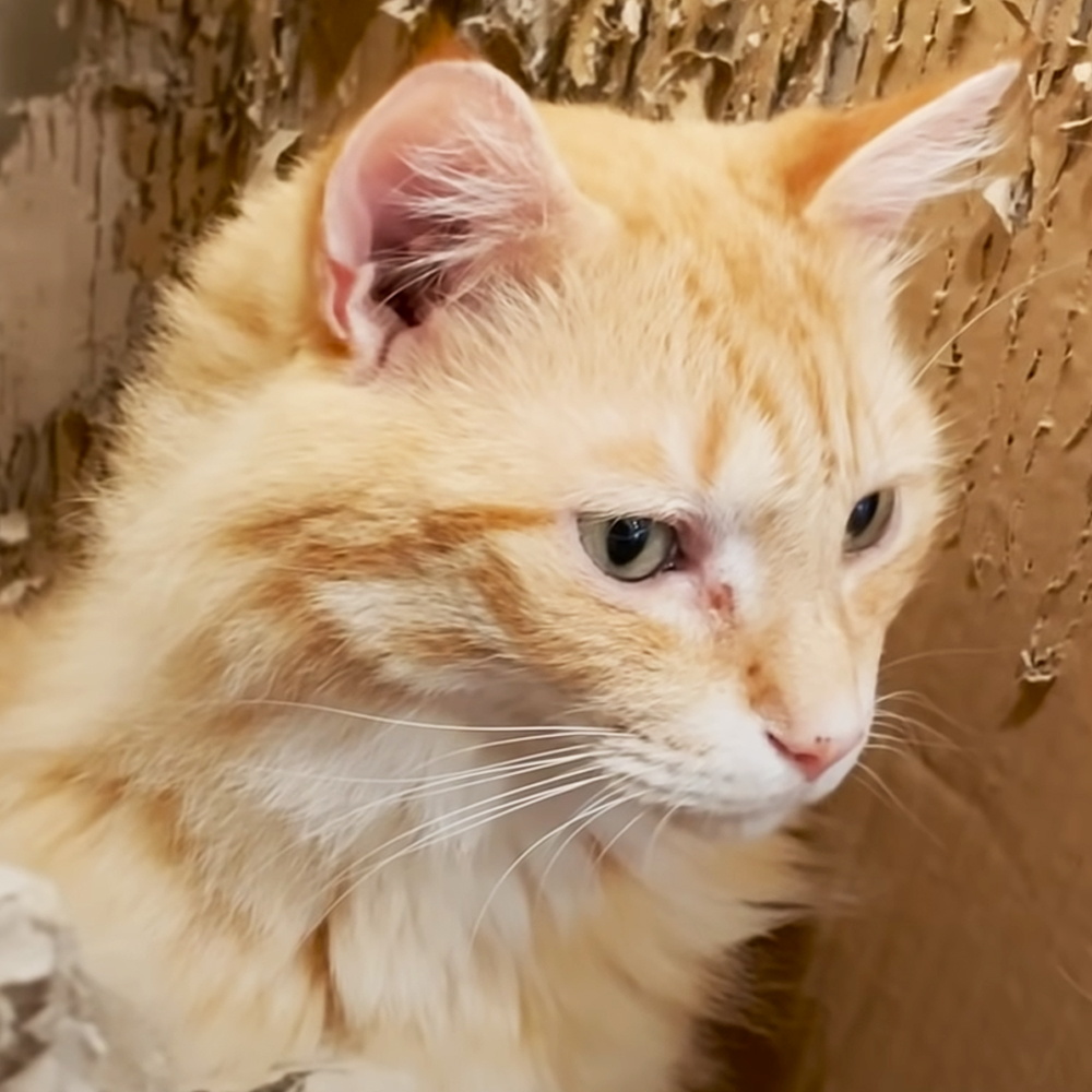 Adorable cat inside cardboard box