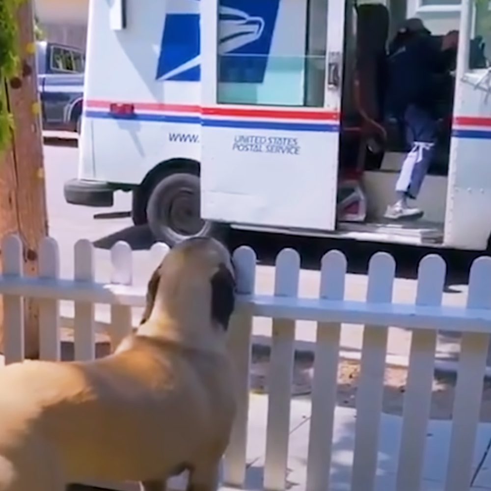 Dog greet his favorite mailwoman