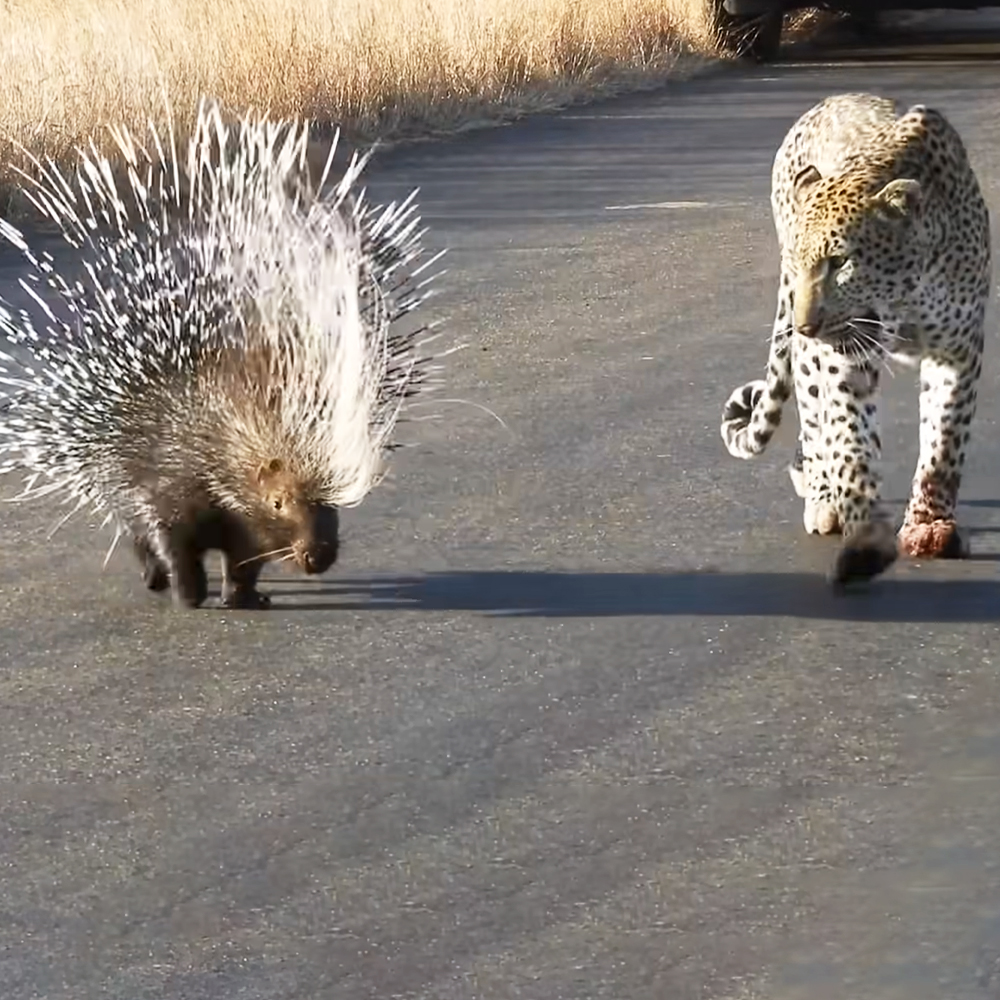 Porcupine and leopard