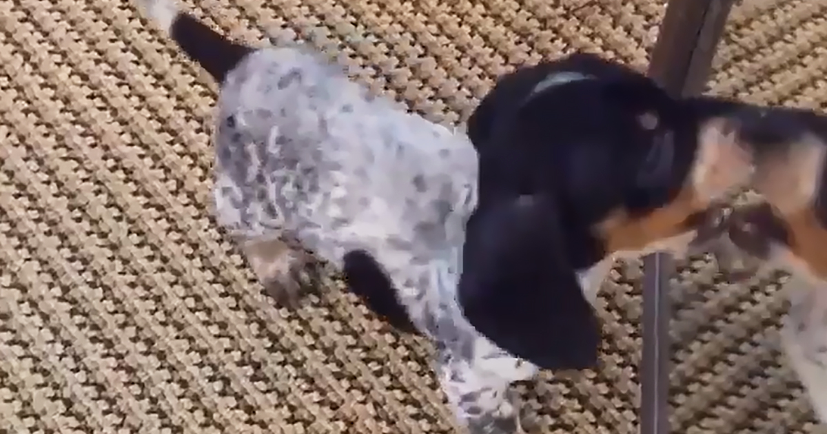 Dachshund puppy