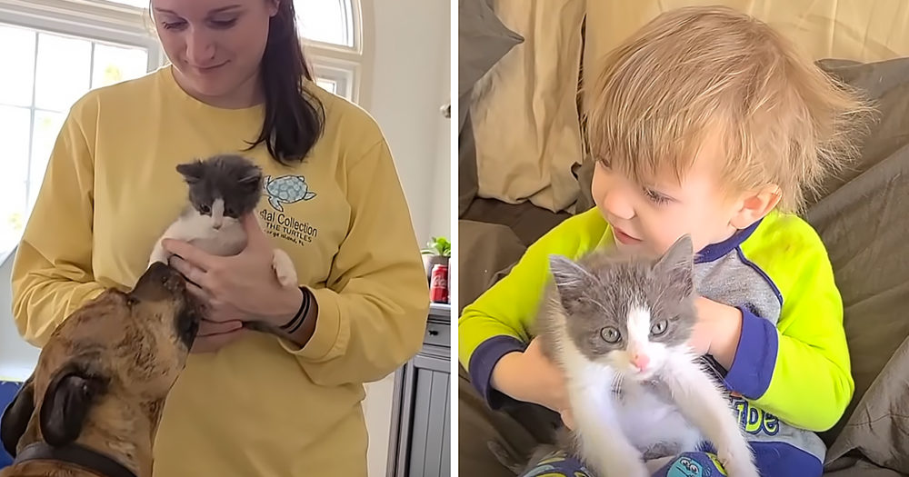 Rescued kitten and toddler