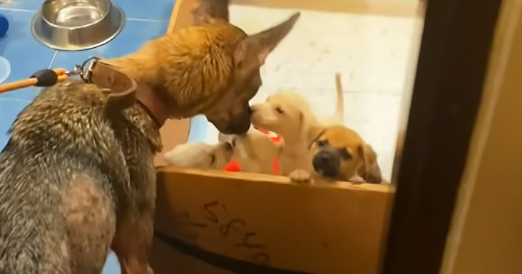 Puppies reunited with mom
