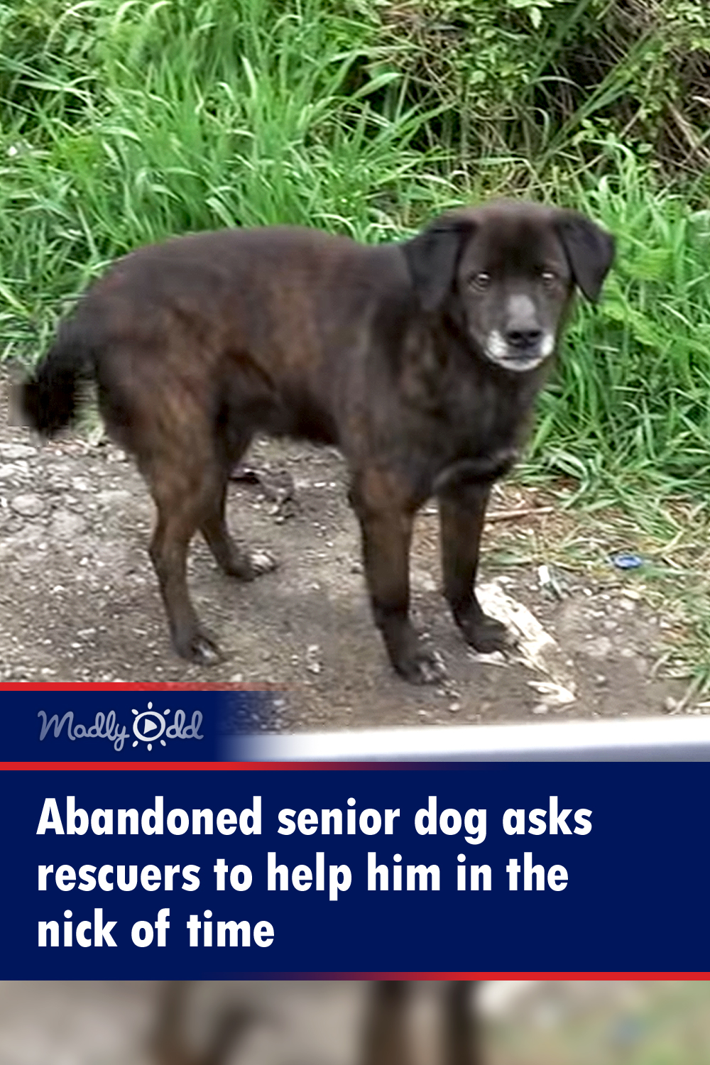 Abandoned senior dog asks rescuers to help him in the nick of time