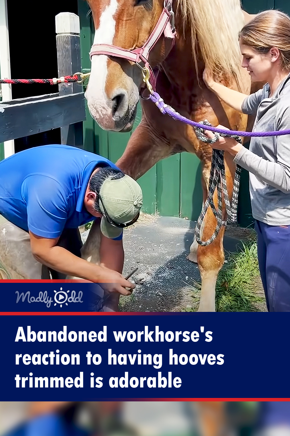 Abandoned workhorse\'s reaction to having hooves trimmed is adorable