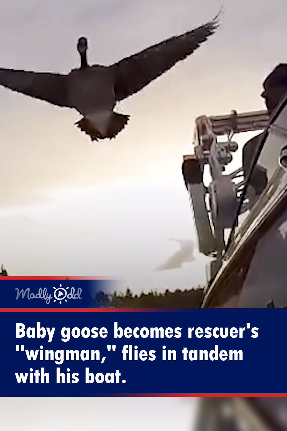 Baby goose becomes rescuer\'s \