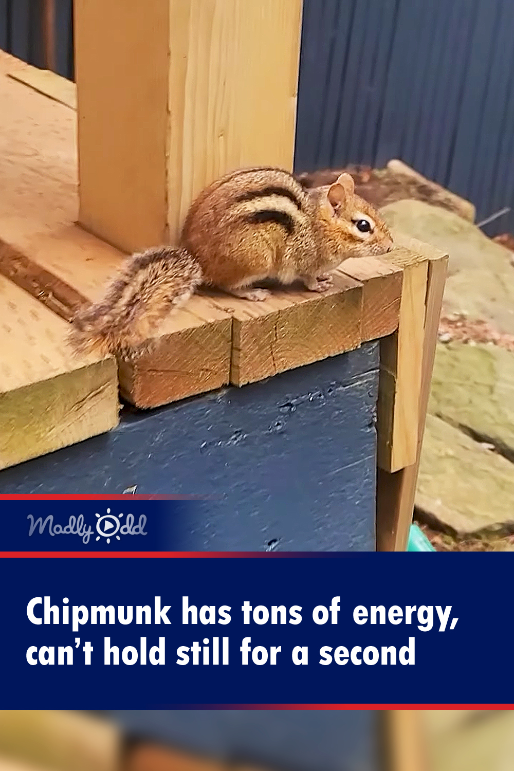 Chipmunk has tons of energy, can\'t hold still for a second