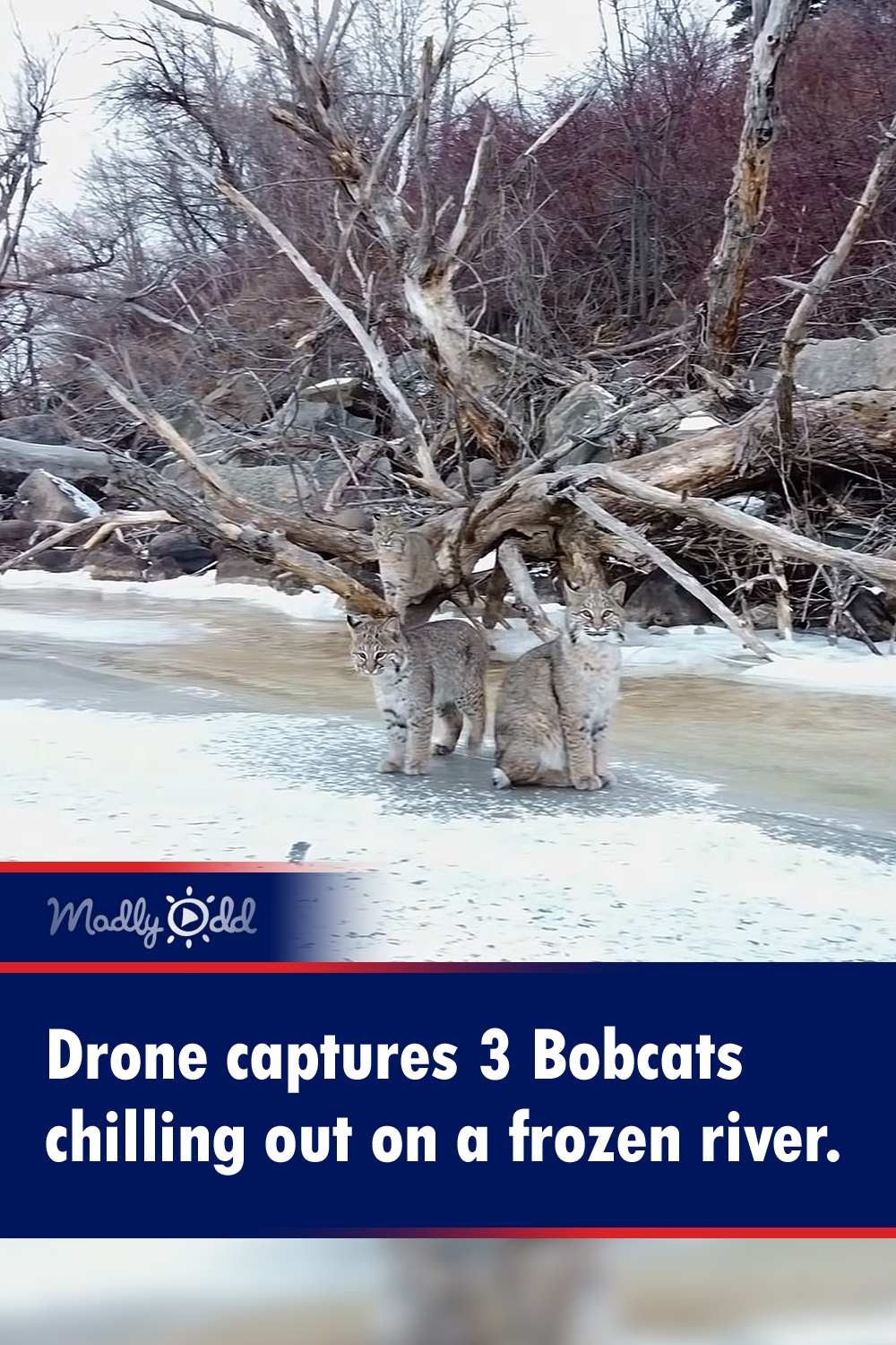 Drone captures 3 Bobcats chilling out on a frozen river