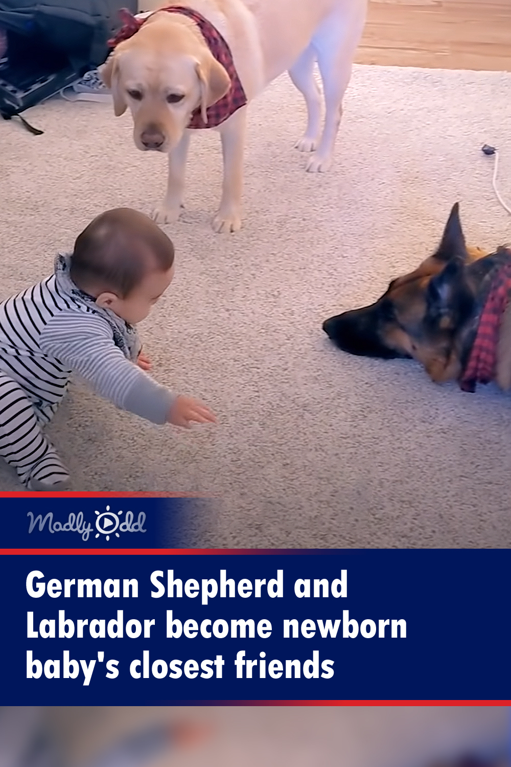 German Shepherd and Labrador become newborn baby\'s closest friends