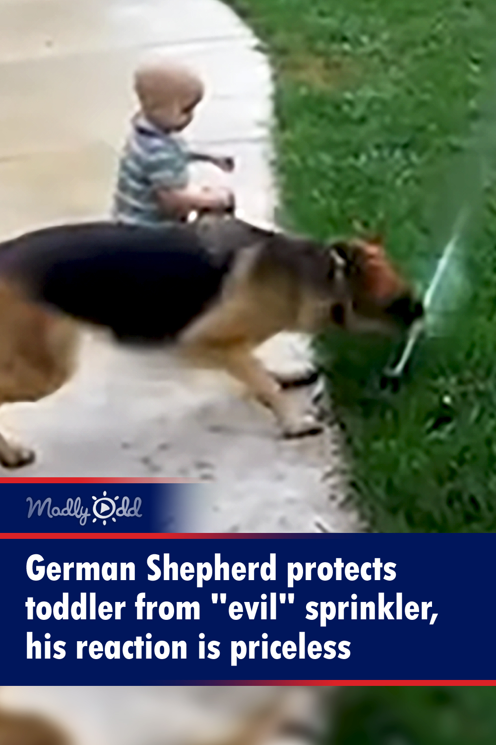 German Shepherd protects toddler from \