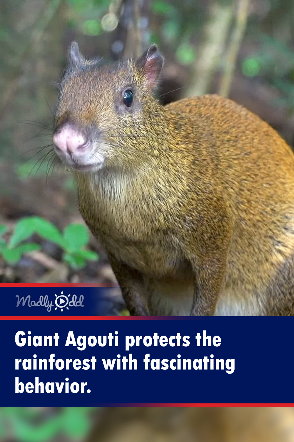 Giant Agouti protects the rainforest with fascinating behavior