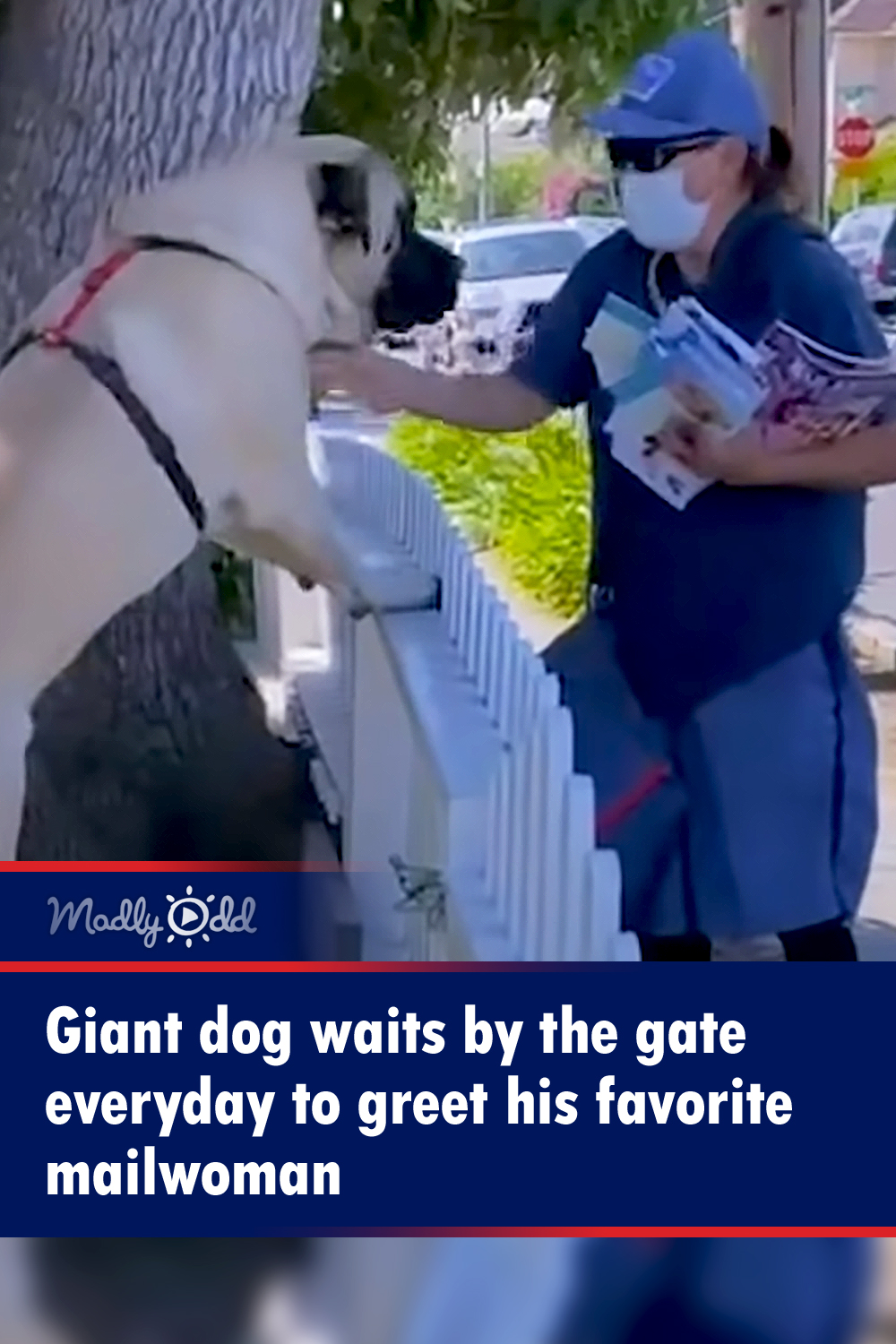 Giant dog waits by the gate everyday to greet his favorite mailwoman